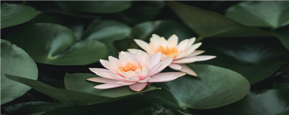 一叶莲的花期是多久(一叶莲开花多久)