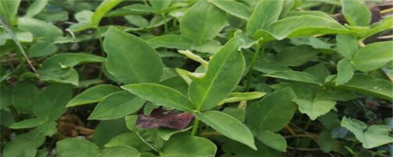 半夏种植难度有哪些 种植半夏风险大不大