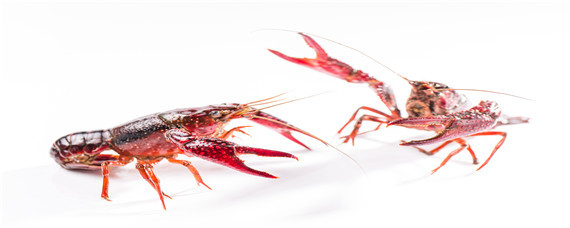 龙虾养殖技术（龙虾养殖技术培训）