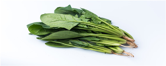 菠菜种子催芽方法（菠菜种子催芽方法视频）