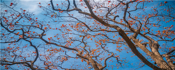 果树缺锌怎么补（果树什么时候补锌）