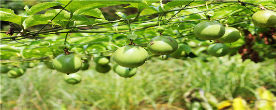 百香果种植技术与管理（黄金百香果种植技术与管理）