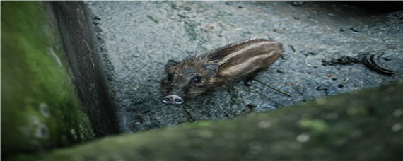野猪寿命多长 野猪的寿命是多久