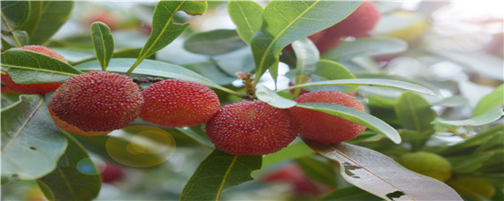 舟山晚稻杨梅几月上市(舟山杨梅几月份成熟)