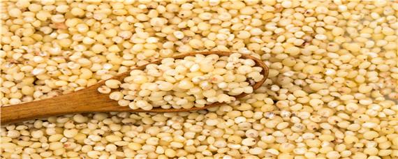 100斤高粱能酿多少酒 100斤高粱能酿多少酒哪几种粮食酿出的酒口感好