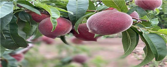 毛桃种催芽方法（毛桃怎么种才能发芽）