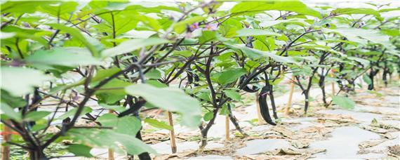 茄子萎蔫死亡怎么办 茄子萎蔫怎么回事