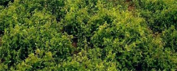 党参黄心病打什么农药 党参黄心病用什么药