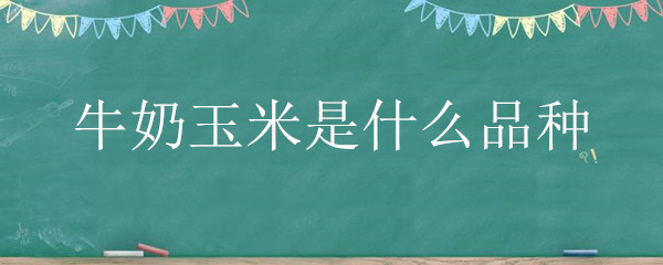 牛奶玉米是什么品种（牛奶玉米水果玉米品种图片）