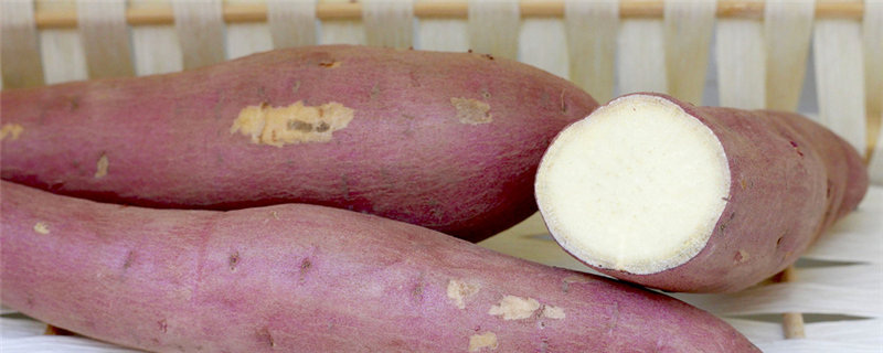 地瓜种子怎么播种 怎样生地瓜苗子