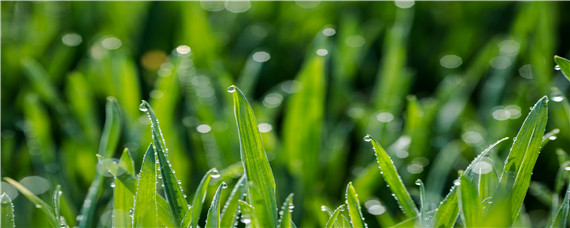 小麦出苗后死苗是什么原因 小麦苗枯死是什么病