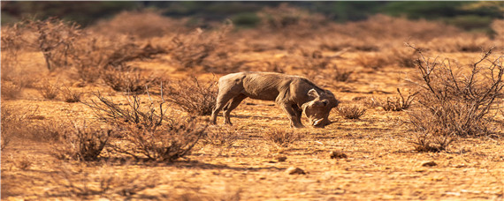 野猪哪个部位最弱 野猪哪个部位最脆弱