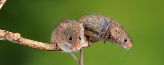 最有效的捕鼠方法 简单有效的捕鼠方法