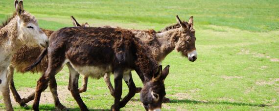 养驴需要什么条件 养驴注意什么