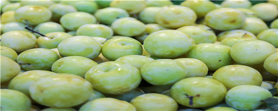 冰糖李亩产多少斤（蜂糖李一亩丰产多少斤）