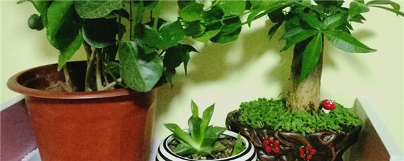 发财树浇水多的症状（发财树浇水过多表现）