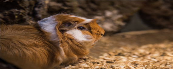 荷兰猪能长多大? 荷兰猪能长多大?荷兰猪寿命是几年?