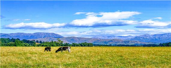什么牛不会耕地（什么牛不会耕地脑筋急转弯）