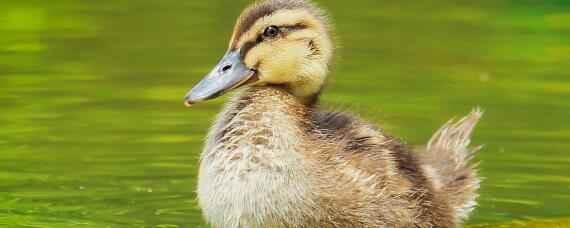 小鸭吃什么为主食（小鸭子吃什么食物）