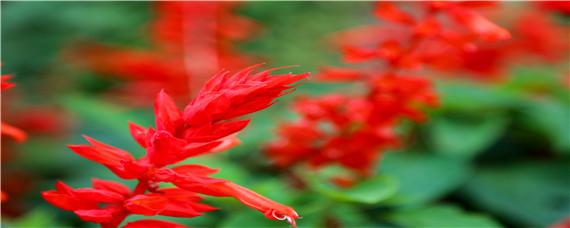 一串红催芽方法（一串红种子发芽）