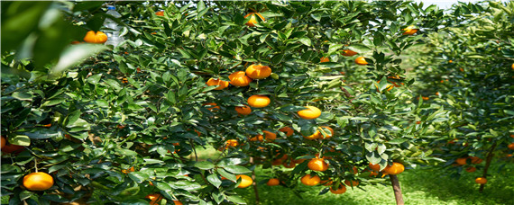 果树浇水需要浇树根吗（盆栽果树如何浇水）