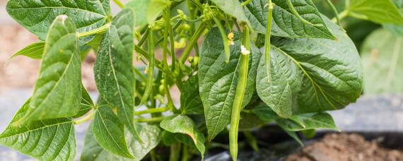 豆角结荚期施什么肥 豆角结荚期怎样施肥