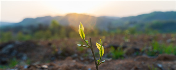 冬天栽树浇水会冻死吗（冬天给树浇水会死吗）