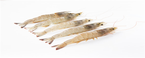 基围虾大棚养殖技术 基围虾室内养殖技术条件