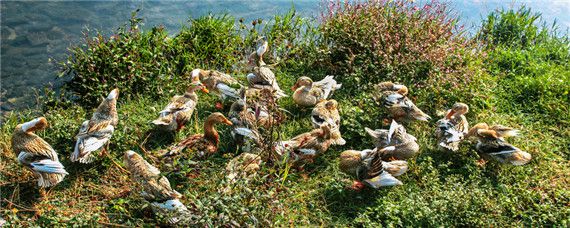 鸭子寿命多久 鸭子寿命一般多少年