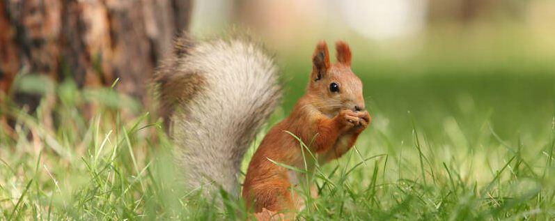 松鼠的汗在哪里（小松鼠的汗藏在哪里）