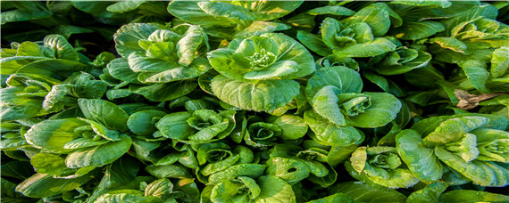 什么蔬菜适合在家水培（适合做水培的蔬菜）