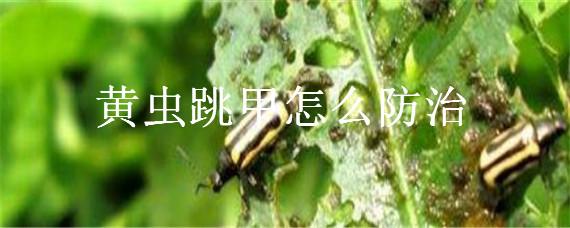 黄虫跳甲怎么防治（害虫黄跳甲如何防治）