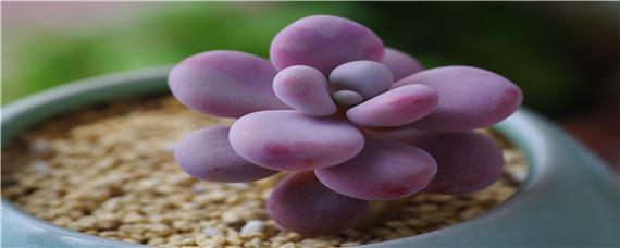 沤的肥水发霉了还可以浇花吗（沤的肥水发霉了怎么处理）