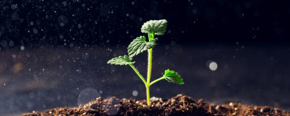 芸苔素拌种用量是多少 芸苔素拌种用量