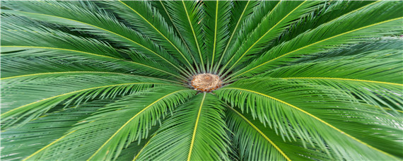 铁树浇水过多怎么办（铁树用经常浇水吗）