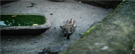 野猪能长多大 野猪多久长大