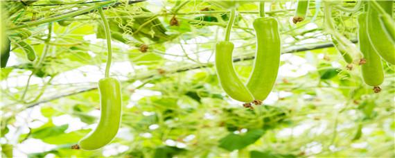 西葫芦徒长该怎么办（西葫芦不长咋办）