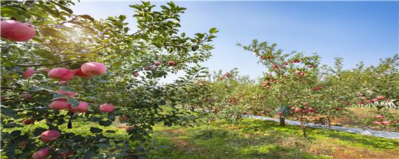 果树缺锌容易得什么病（果树缺锌解决方法）