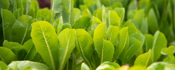 水培蔬菜怎么种植（水培蔬菜怎么种植视频）