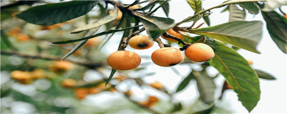 枇杷采收前如何管理 枇杷摘果后的管理