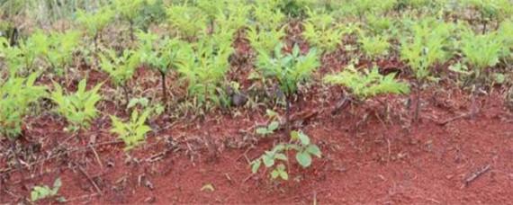 魔芋出苗后施什么肥（魔芋后期如何施肥）