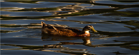 麻鸭能长到多少斤（麻鸭60天长多重）