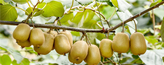 软枣猕猴桃苗几年结果（软枣猕猴桃一年苗）