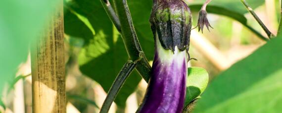 春季茄子如何防治黑心（茄子黑心是什么病）