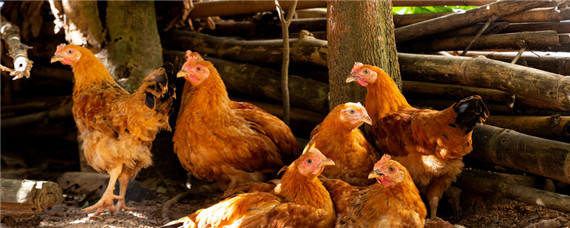 预防鸡啄毛土方法（鸡啄自己的毛的原因及防治方法）