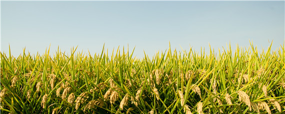 一担谷田是多少亩（1亩田产多少斤谷子）