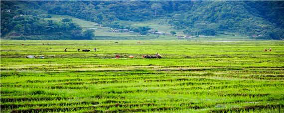 什么是生机农业(生机农业百度百科)
