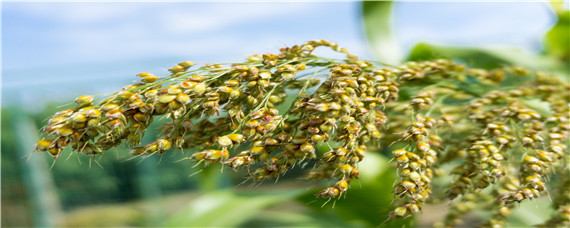 中国哪里产高粱 中国哪里盛产高粱