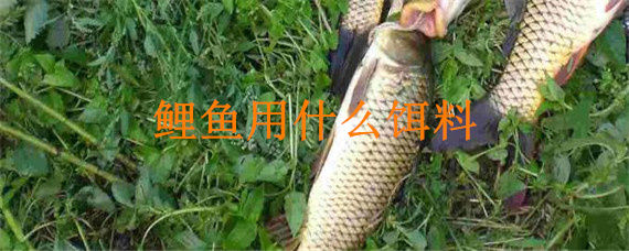 鲤鱼用什么饵料（鲤鱼用什么饵料钓比较好）