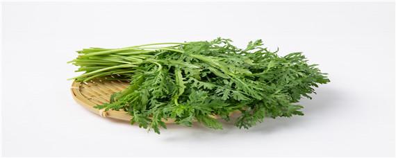 茼蒿种子催芽方法（茼蒿浸种催芽）